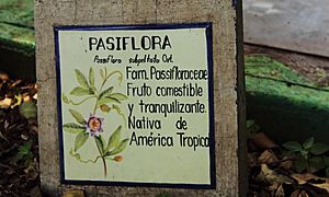 Archivo:Passiflora subpeltata
