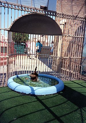 Archivo:Peabody ducks swimming pool by PSavary