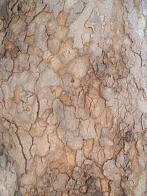 Archivo:Platanus orientalis bark on trunk 02