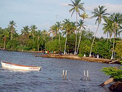 Playa y palmera-mariguitar.JPG