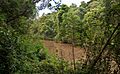 Reserva de la biosfera yaboti, misiones, argentina