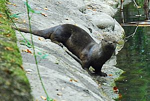 Archivo:River otter on bank, Park Ave San Anselmo Creek Charles Kennard cropped
