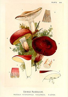 Archivo:Russula heterophylla
