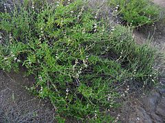 Archivo:Salvia mellifera