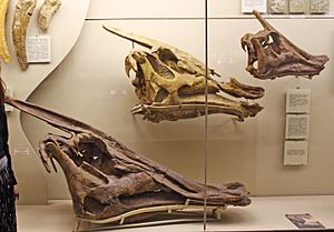 Archivo:Saurolophus skulls