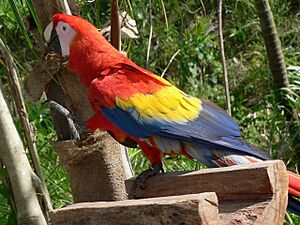Archivo:Scarlet Macaw (Ara macao) -raising leg