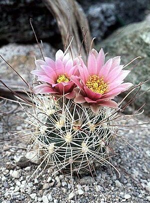 Archivo:Sclerocactus nyensis fh 107 NV in cultur BB