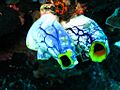 Sea Squirts