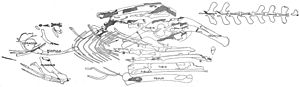 Archivo:Segisaurus halli holotype