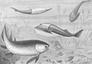 Archivo:Silurianfishes ntm 1905 smit 1929