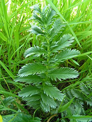 Archivo:Silverweed leaf 800