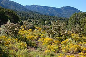 Site of Kelly, NM.jpg