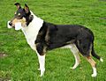 SmoothCollieTri2 wb
