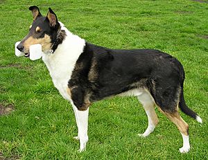 Archivo:SmoothCollieTri2 wb