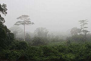 Archivo:Taï National Park (24148248710) 01