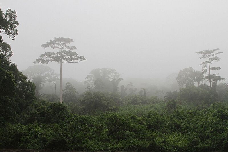 Taï National Park (24148248710) 01