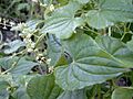 Tamus communis