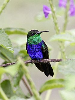 Thalurania furcata -near Amazonia Lodge, Manu National Park, Peru-8.jpg