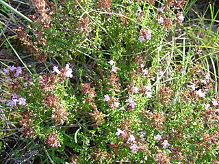 Thymus hyemalis re.jpg