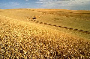 Archivo:Wheat harvest