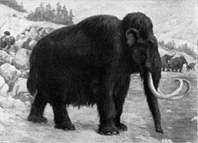 Archivo:Woolly mammoths