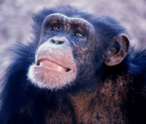 Archivo:Young male chimp