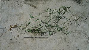 Archivo:Zornia latifolia Sm. (5877156874)