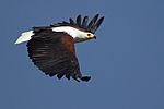 African Fish Eagle.jpg