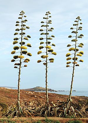 Archivo:Agave July 2011-1