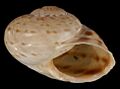 Allognathus graellsianus shell