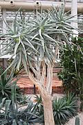 Aloe Dichotoma & Namibia-Sudafrica (1) (11983633534)