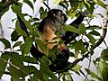 Alouatta palliata (feeding)