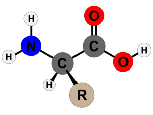 Archivo:Amino Acid Structure