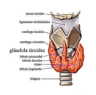 Anatomía de la glándula tiroides y estructuras adyacentes (ilustración médica etiquetada).jpg