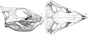 Archivo:Aquilops skull