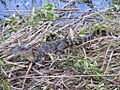 Babygator2