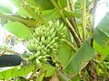 Bananas on tree