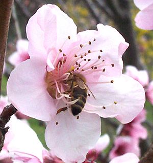 Archivo:Bee in flower