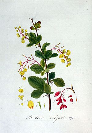 Archivo:Berberis vulgaris — Flora Batava — Volume v3