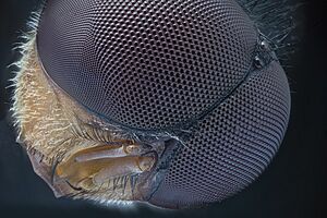 Archivo:Big fly, eyes