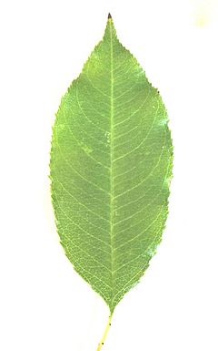 Archivo:Blackgum Tree Leaf
