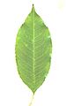 Blackgum Tree Leaf