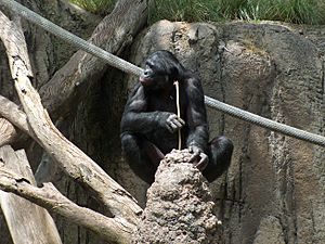 Archivo:BonoboFishing04