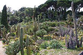 Cactus al Jardí Marimurtra