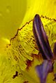 Calochortus clavatus ne2