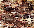 Caprimulgus carolinensisDF28N01B