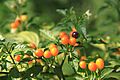 Capsicum schottianum