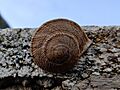 Caracol chapa 24J 02 (cropped)