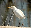 Cattle Egret (Bubulcus ibis) -near water