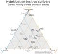 Citrus tern cb simplified 1